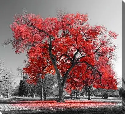 Красивое красное дерево в парке