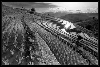 Рисовые поля в Тайланде