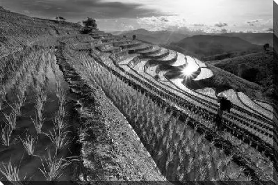 Рисовые поля в Тайланде