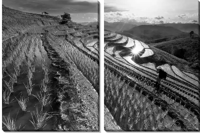 Рисовые поля в Тайланде