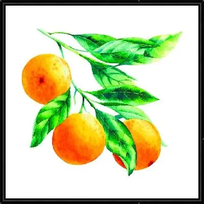 Апельсины на ветке