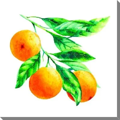 Апельсины на ветке