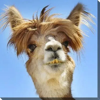 Лама