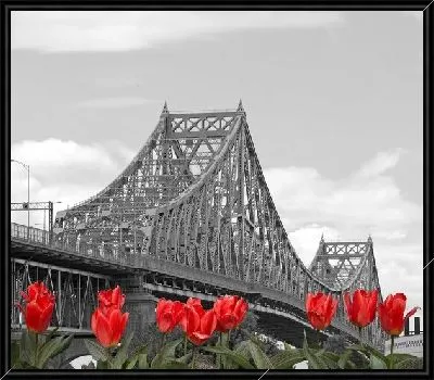 Красные тюльпаны на фоне моста