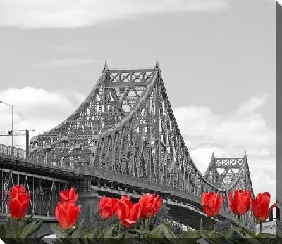 Красные тюльпаны на фоне моста