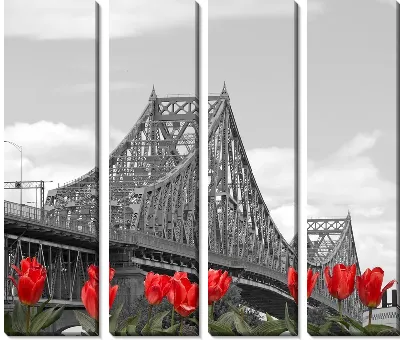 Красные тюльпаны на фоне моста