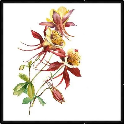 Картина Дикая лилия