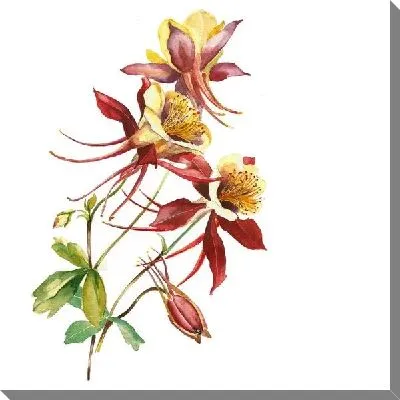 Постер Дикая лилия