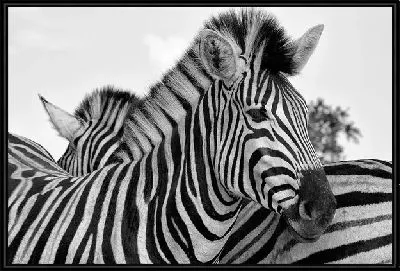 Картина Зебры №5