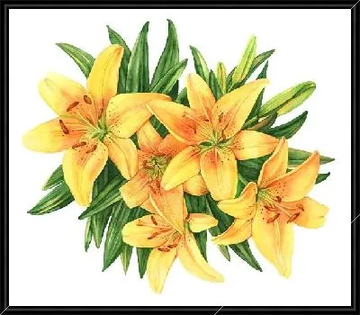 Жёлтые лилии