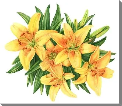 Жёлтые лилии