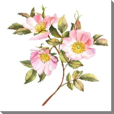 Картина маслом Цветы шиповника