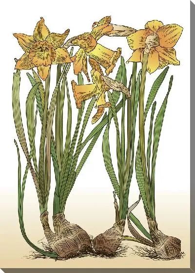 Картина маслом Нарциссы