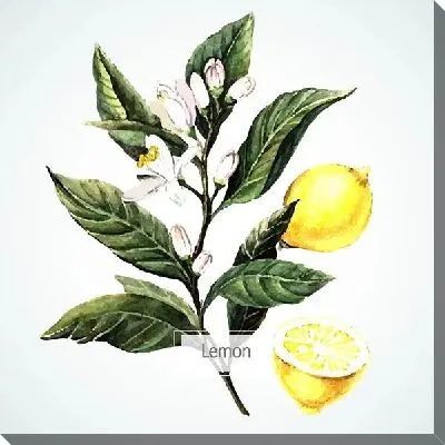 Картина маслом Лимон №6