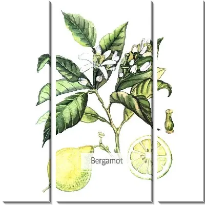 Модульная картина Бергамот