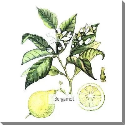 Картина маслом Бергамот