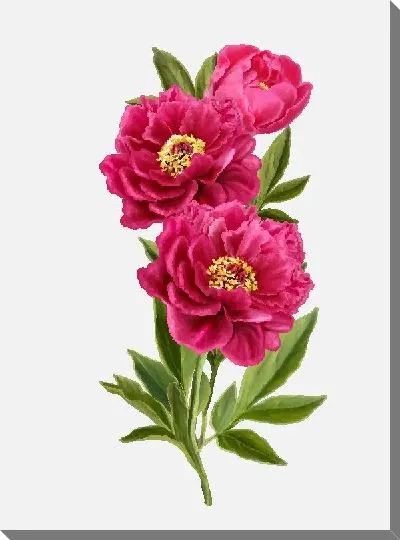Картина маслом Пионы №9