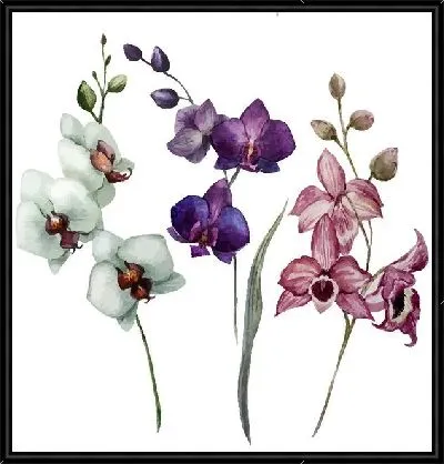 Картина Орхидеи