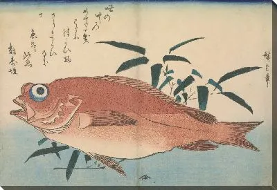 Красный окунь с бамбуковой травой (1832-1833) (Red rockfish (Akodai) with Bamboograss, with inscription)