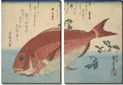 Картина Красный лещ (1832) (Red Sea bream, from the Great Fish Series: Madai (Pagrus major))