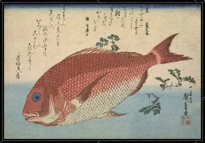 Картина Красный лещ (1832) (Red Sea bream, from the Great Fish Series: Madai (Pagrus major))