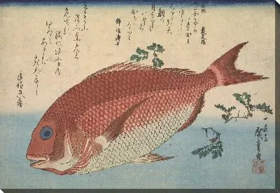Картина Красный лещ (1832) (Red Sea bream, from the Great Fish Series: Madai (Pagrus major))