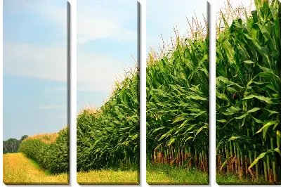 Модульная картина Кукурузное поле №2