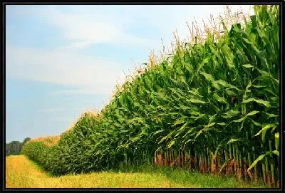 Кукурузное поле №2