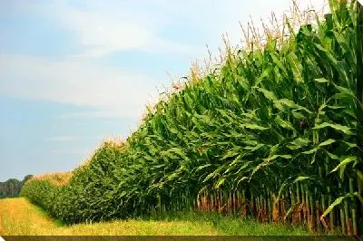 Кукурузное поле №2