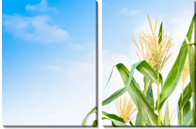 Модульная картина Кукуруза №18