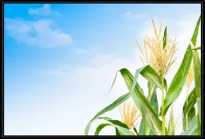 Кукуруза №18