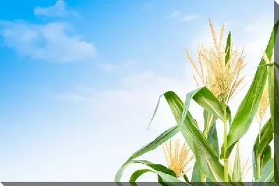 Кукуруза №18