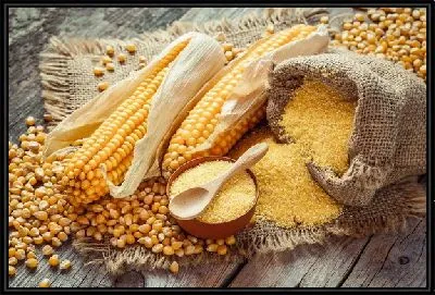 Кукуруза №19