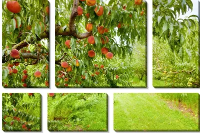 Модульная картина Персиковое дерево