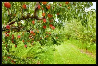 Персиковое дерево