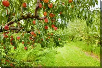 Персиковое дерево