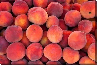 Постер Персики №10