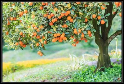 Апельсиновое дерево