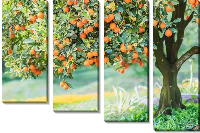 Апельсиновое дерево