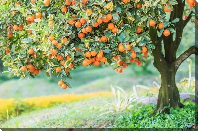 Апельсиновое дерево