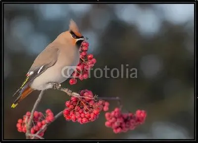 Богемский Свиристель