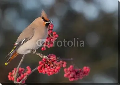 Богемский Свиристель