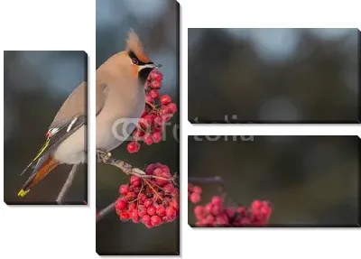 Богемский Свиристель