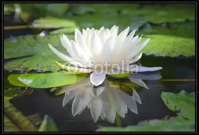 Белый цветок лотоса с водой в пруду