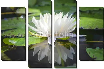 Белый цветок лотоса с водой в пруду