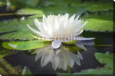 Белый цветок лотоса с водой в пруду