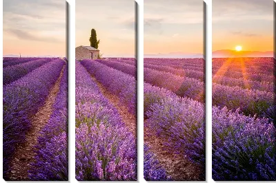 Модульная картина Поля лаванды в провинции Прованс на закате №2