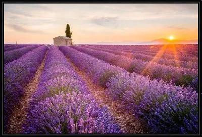 Картина Поля лаванды в провинции Прованс на закате №2