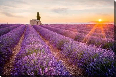 Постер Поля лаванды в провинции Прованс на закате №2