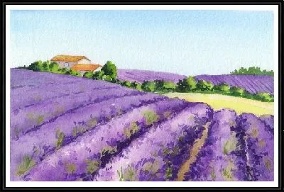 Картина Поля лаванды в провинции Прованс №7